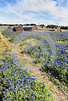 Texas Bluebonnet Trails.