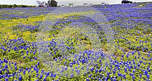 Texas Bluebonnet Trails.