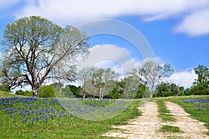 Texas bluebonnet vista along country road photo