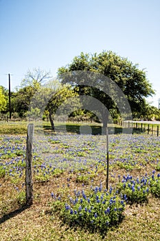 Texas Bluebonnet Wildflower Field