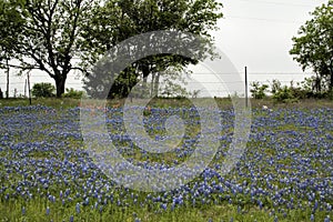 Texas Bluebonnet Wildflower Hillside