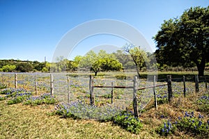 Texas Bluebonnet Wildflower Landscape
