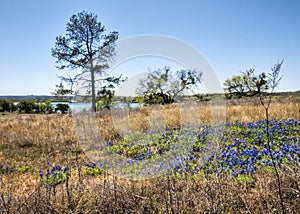 Texas Bluebonnet Wildflower Landscape