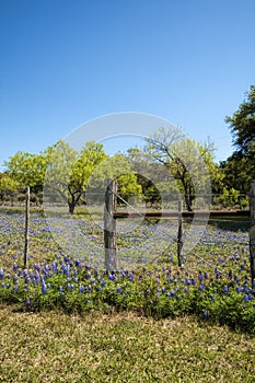 Texas Bluebonnet Wildflower Pasture 2