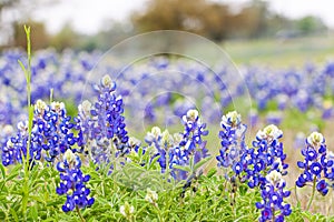 Texas Bluebonnet wildflowers photo