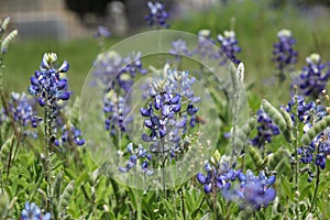 Texas Bluebonnet Wildflowers Growing in Rural Texas