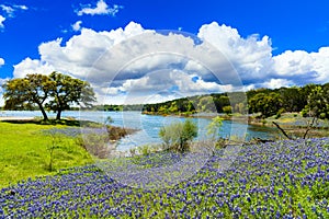 Texas Bluebonnets