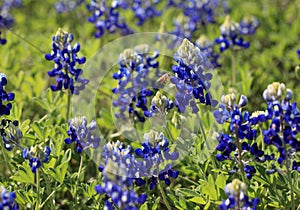 Texas Bluebonnets
