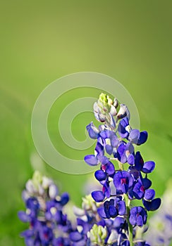 Texas Bluebonnets