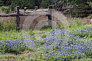 Texas bluebonnets