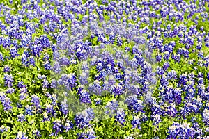 Texas Bluebonnets