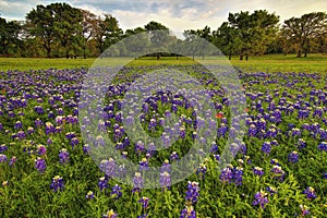 Texas Bluebonnets