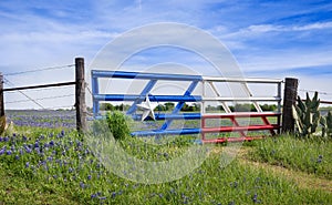 Texas bluebonnets along a fence in spring