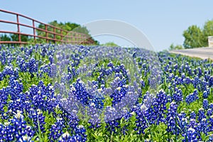 Texas Bluebonnets blooming along a country road