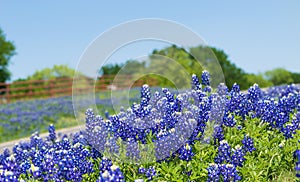 Texas Bluebonnets blooming along a country road