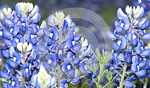 Texas Bluebonnets