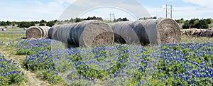 Texas bluebonnets in farm field.