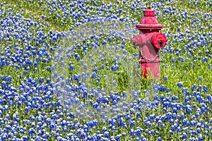Texas Bluebonnets and Hydrant