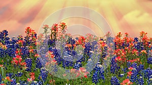 Texas bluebonnets and Indian Paintbrush wildflowers blooming on the meadow in spring