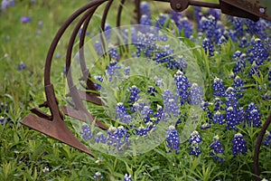 Texas Bluebonnets and a John Deere plow