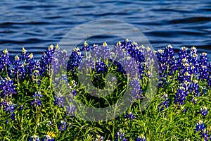 Texas Bluebonnets at Lake Travis at Muleshoe Bend in Texas. photo