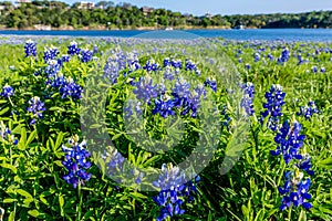 Texas Bluebonnets at Lake Travis at Muleshoe Bend in Texas. photo