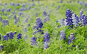 Texas bluebonnets (Lupinus texensis)