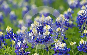 Texas bluebonnets (Lupinus texensis) blooming on meadow photo