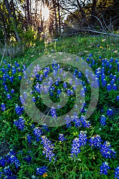 Texas Bluebonnets at Muleshoe Bend in Texas.