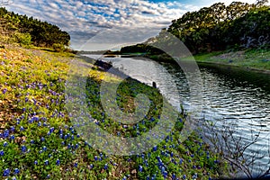 Texas Bluebonnets at Muleshoe Bend in Texas.