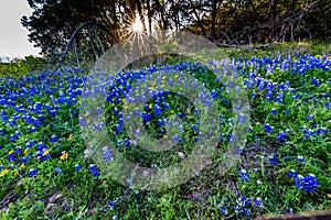 Texas Bluebonnets at Muleshoe Bend in Texas.