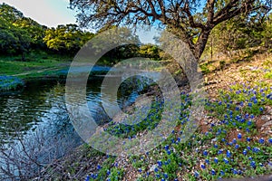 Texas Bluebonnets at Muleshoe Bend in Texas.