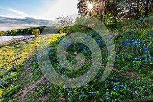 Texas Bluebonnets at Muleshoe Bend in Texas.