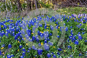 Texas Bluebonnets at Muleshoe Bend in Texas.
