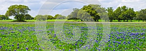 Texas Bluebonnets Panorama