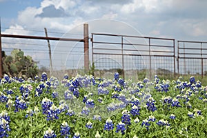 Texas bluebonnets and ranch fence in the hill country of Texas photo