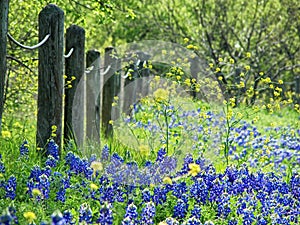 Texas bluebonnets in spring