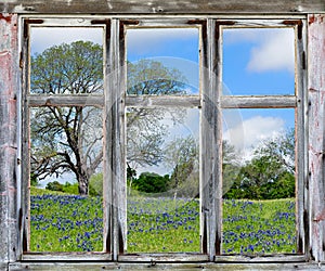 Texas bluebonnets vista through an old window frame photo