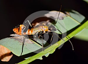 Texas bow-legged bug nymph (Hyalymenus tarsatus) on a plant stem in Houston, TX.