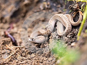 Texas brown snake (Storeria dekayi texana) coiled in the soil beneath a leafy tree