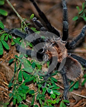 Texas Brown Tarantula