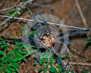 Texas Brown Tarantula