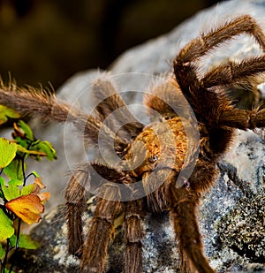 Texas Brown Tarantula