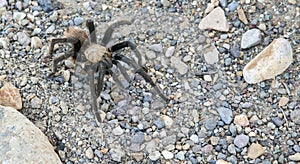 Texas brown tarantula Aphonopelma hentzi