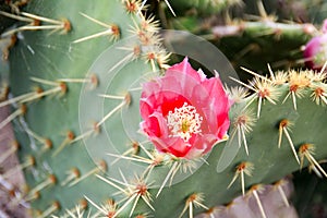 Texas Cactus