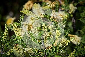 Texas Catclaw Senegalia Greggii blooming in prickly pear cactus patch. Southwest Desert Landscape photo