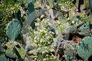 Texas Catclaw Senegalia Greggii blooming in prickly pear cactus patch. Southwest Desert Landscape photo
