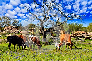 Texas cattle grazing