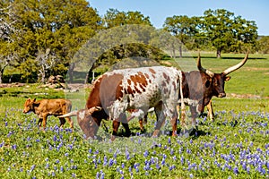 Texas cattle grazing