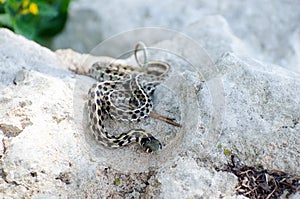 Texas Checkered Garter Snake photo